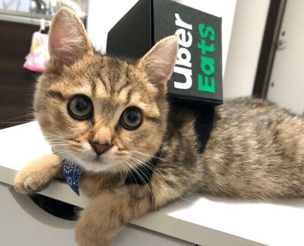 飼い主さんお手製のUber Eatsのリュックを背負うみにらくん