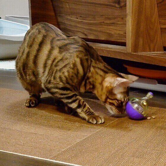 ベンガルの天寅くん♪