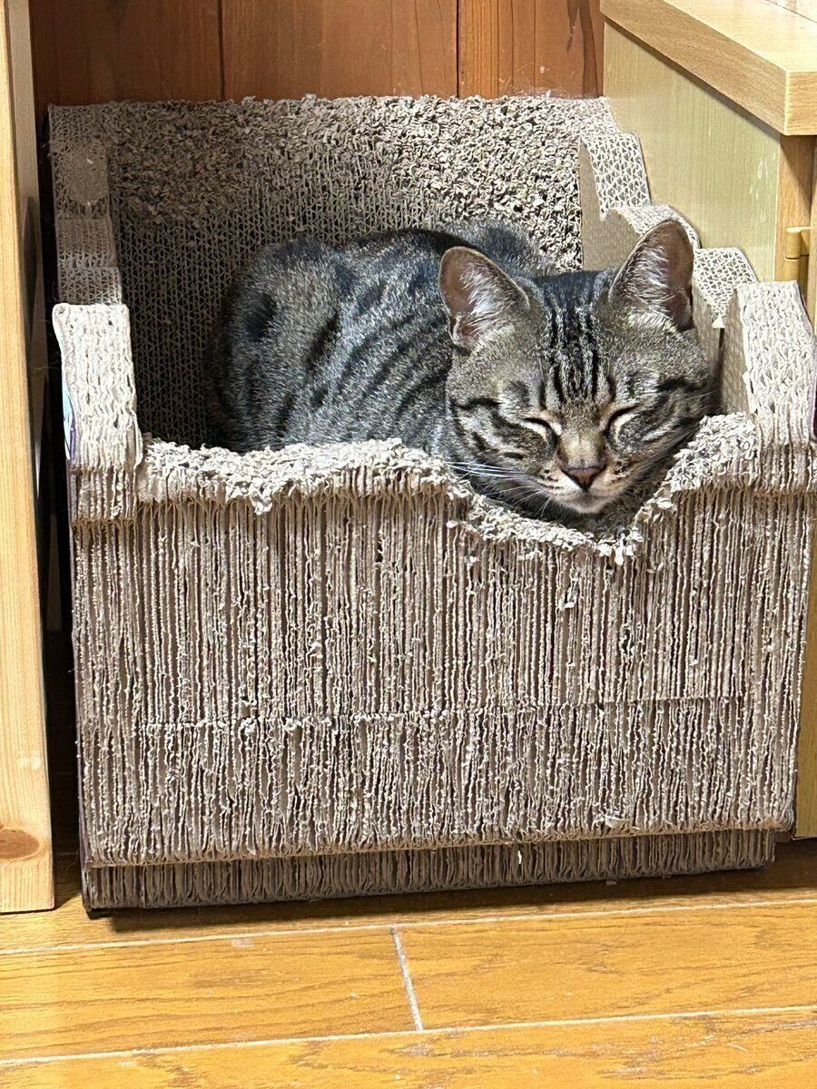 爪とぎ器のくぼみに顔を乗せるしめじちゃん