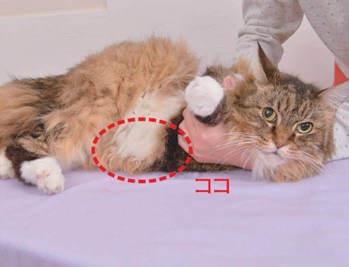 前足を持たれている猫（赤点線でココ）と記載