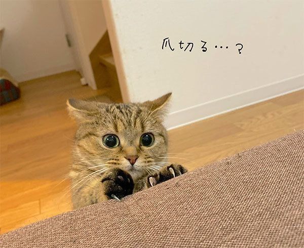 爪を見せるきなこちゃん