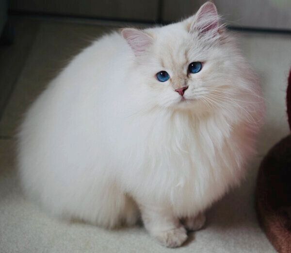 ふわふわ、もこもこになったエトちゃん