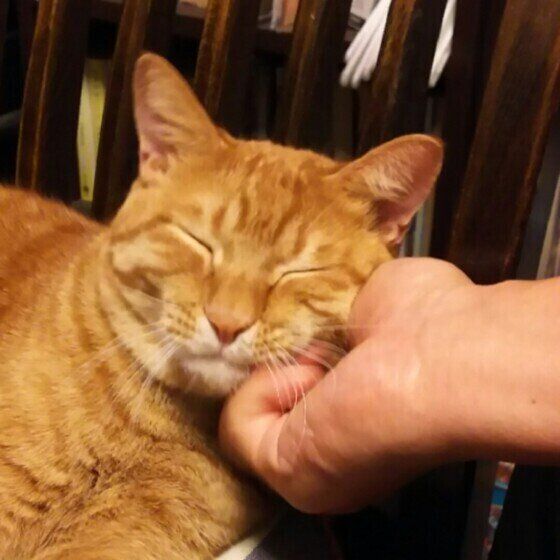 飼い主さんの手にスリスリする猫ちゃん