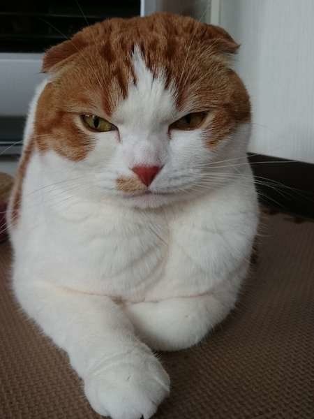 スコティッシュフォールド・むにえるちゃん・ご機嫌ななめ