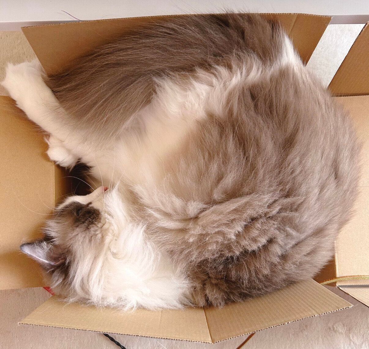狭い箱に入るわたあめくん