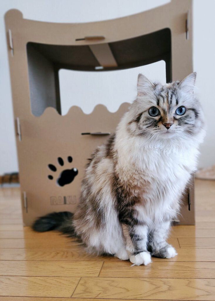 飼い主を見るサイベリアン