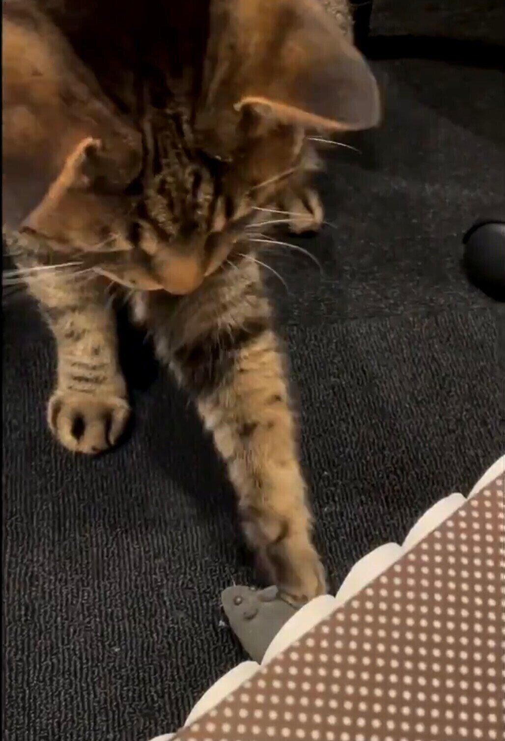 ＠6623_heartsさん作の猫おもちゃ①