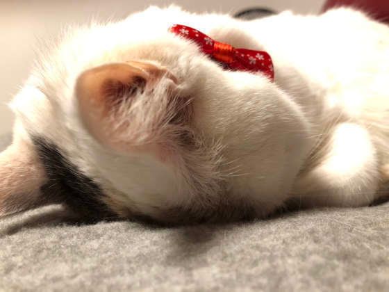 ごめん寝する猫