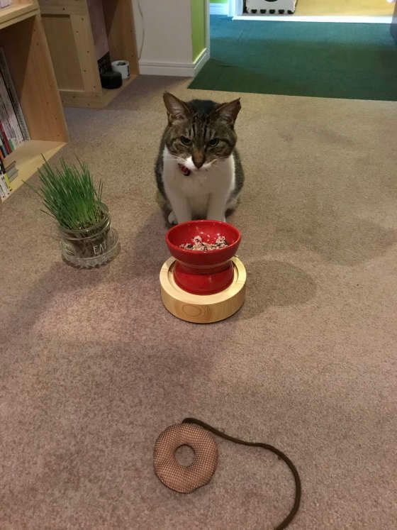 食べようとしてやめる猫