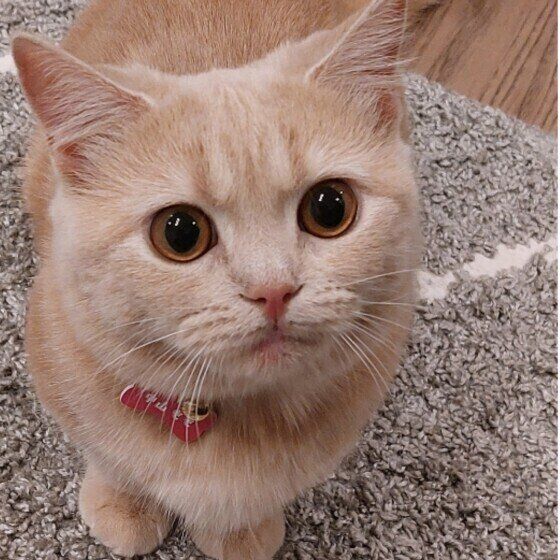 見つめるマンチカン