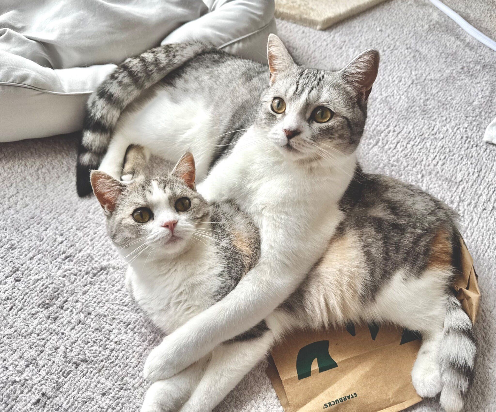 くっつく彩春ちゃん、春陽くん。