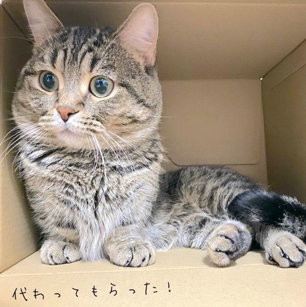 ダンボールの中に入るびすくん
