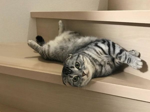 音楽にあわせてフミフミする猫