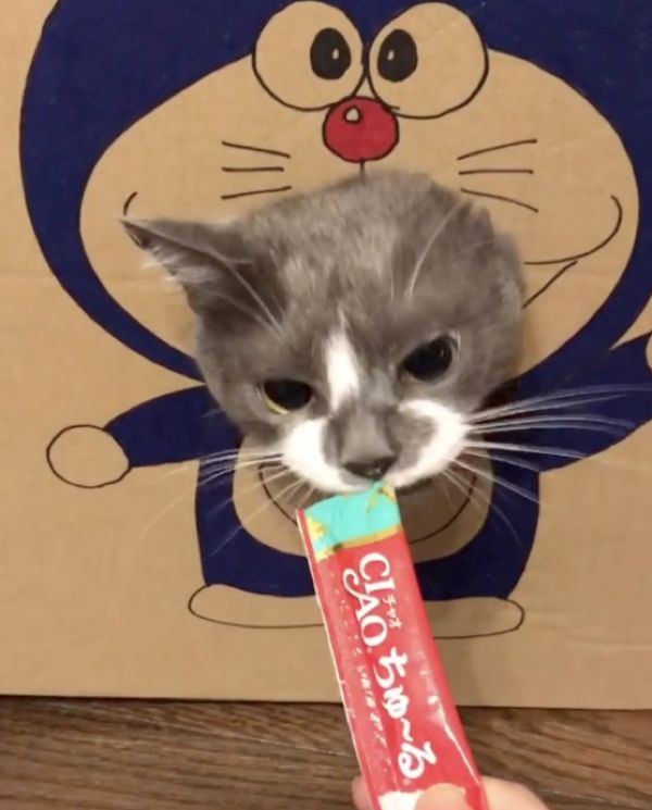 ちゅ〜るを食べる猫