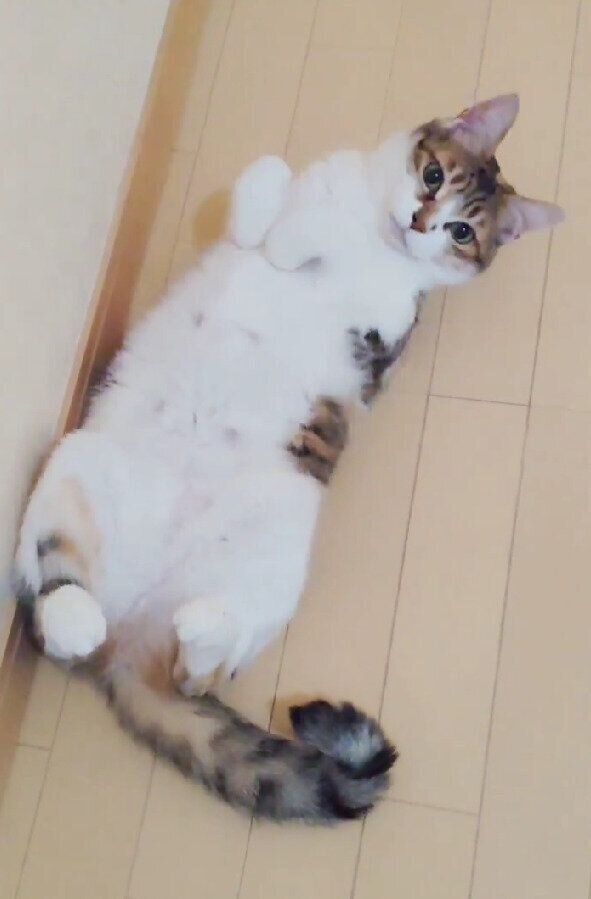 床の上でくつろぐ猫