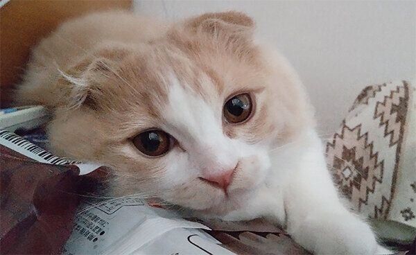 見つめるクリームくん