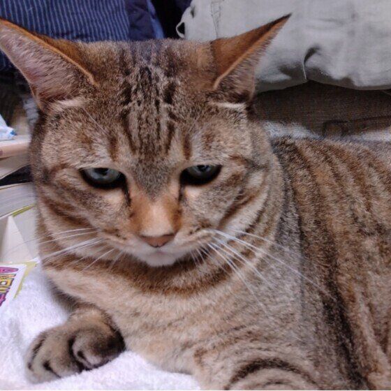 花  MIX怒るぞ〜