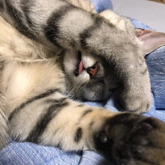 まぶしい寝をするルイくん