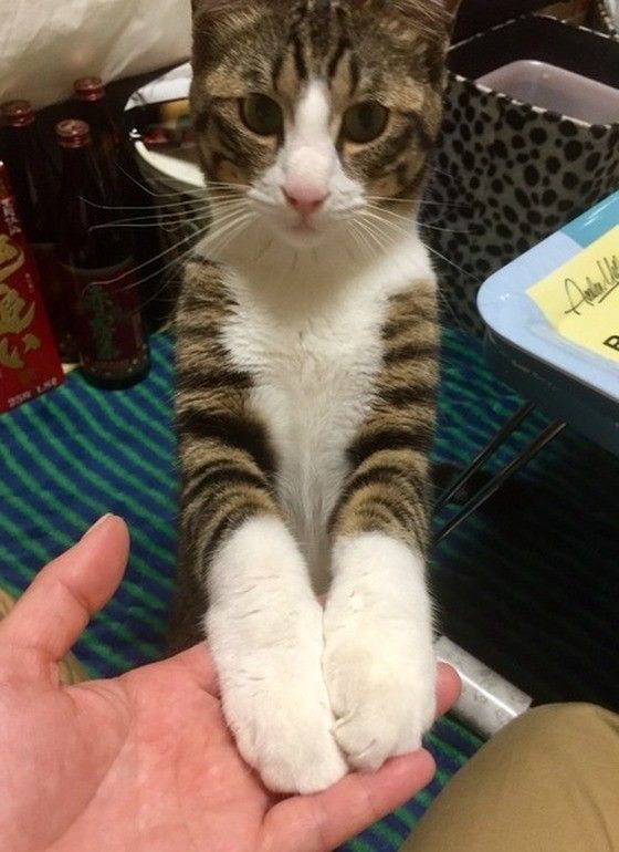 おねだりのお手