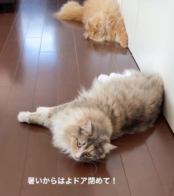 塩対応で出迎えるきなこちゃんとあんこちゃん