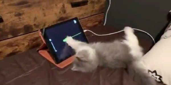 タブレットに夢中になるアルくん