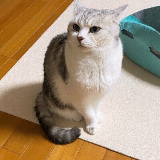 イカ耳するくーたくん（ミヌエット）