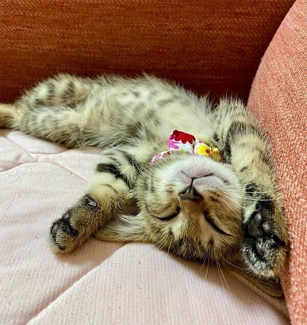 ヘソ天するるなちゃん