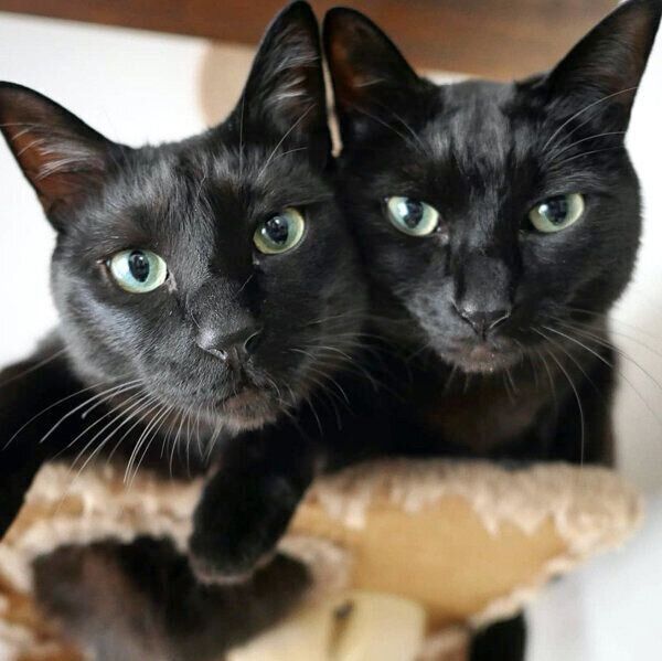 見つめるななちゃんとはちちゃん