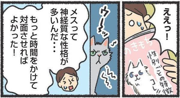 新入り猫を迎える前に検討しておきたいこと