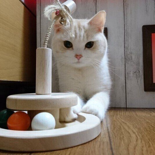 おもちゃで遊ぶマンチカン