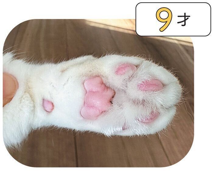 シニア猫の肉球