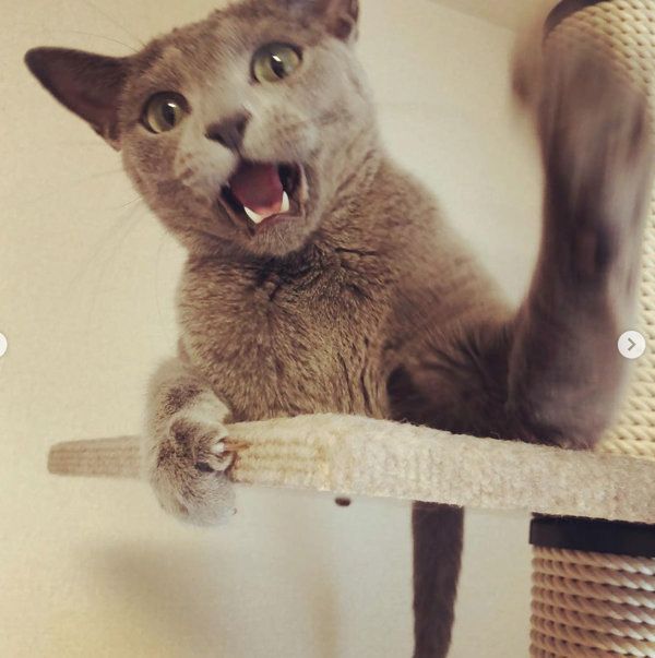 猫パンチするロシアンブルー