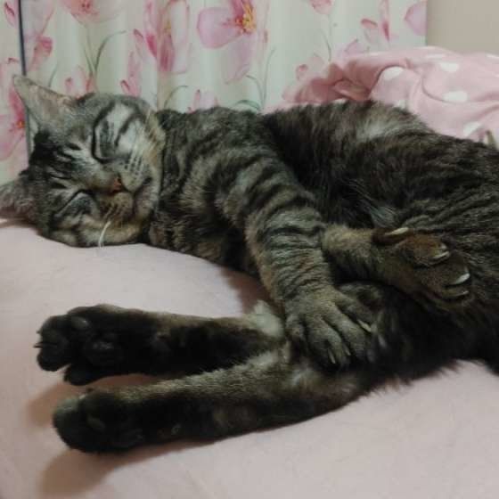 サバトラ　ぎんたくん