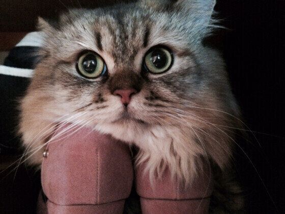 靴の上に乗るペルシャ