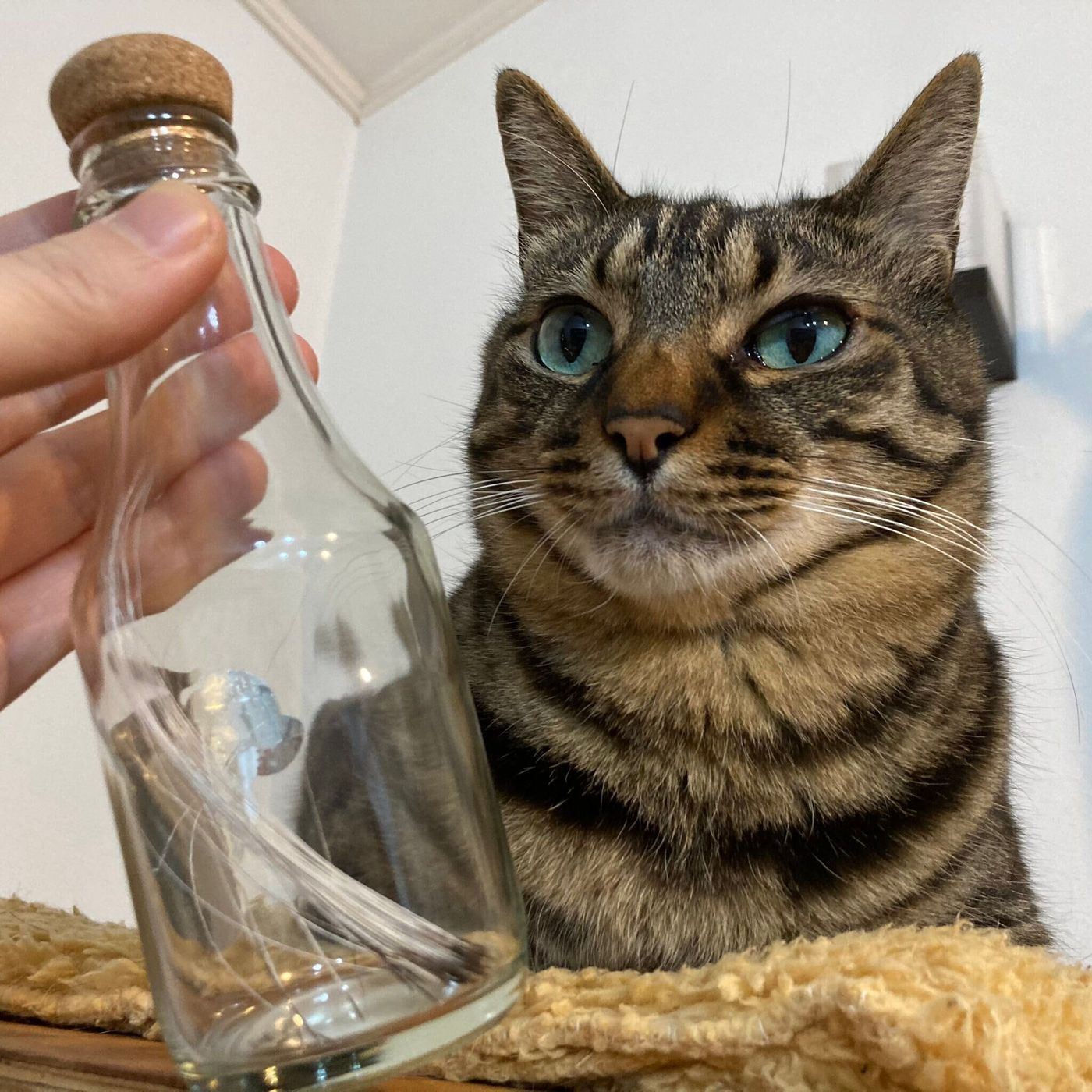 愛猫の 抜けたヒゲ どうしてる 約7割の猫飼いさんがとっておくと回答 その理由や保存方法とは ねこのきもちweb Magazine 愛猫の 抜けたヒゲ どうしてる 約7割の猫飼いさんがとっておくと回答 その理由や保存方法とは ねこのきもちweb Magazine