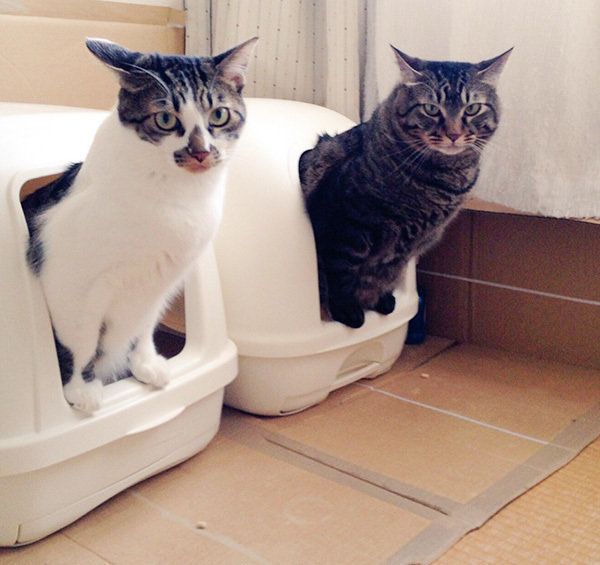 同じタイミングで なぜ 一緒におトイレするニャンコがかわいすぎる ねこのきもちweb Magazine