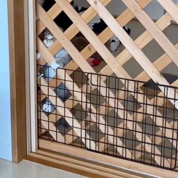 二重にした柵をよじ登るみぬ次郎くん