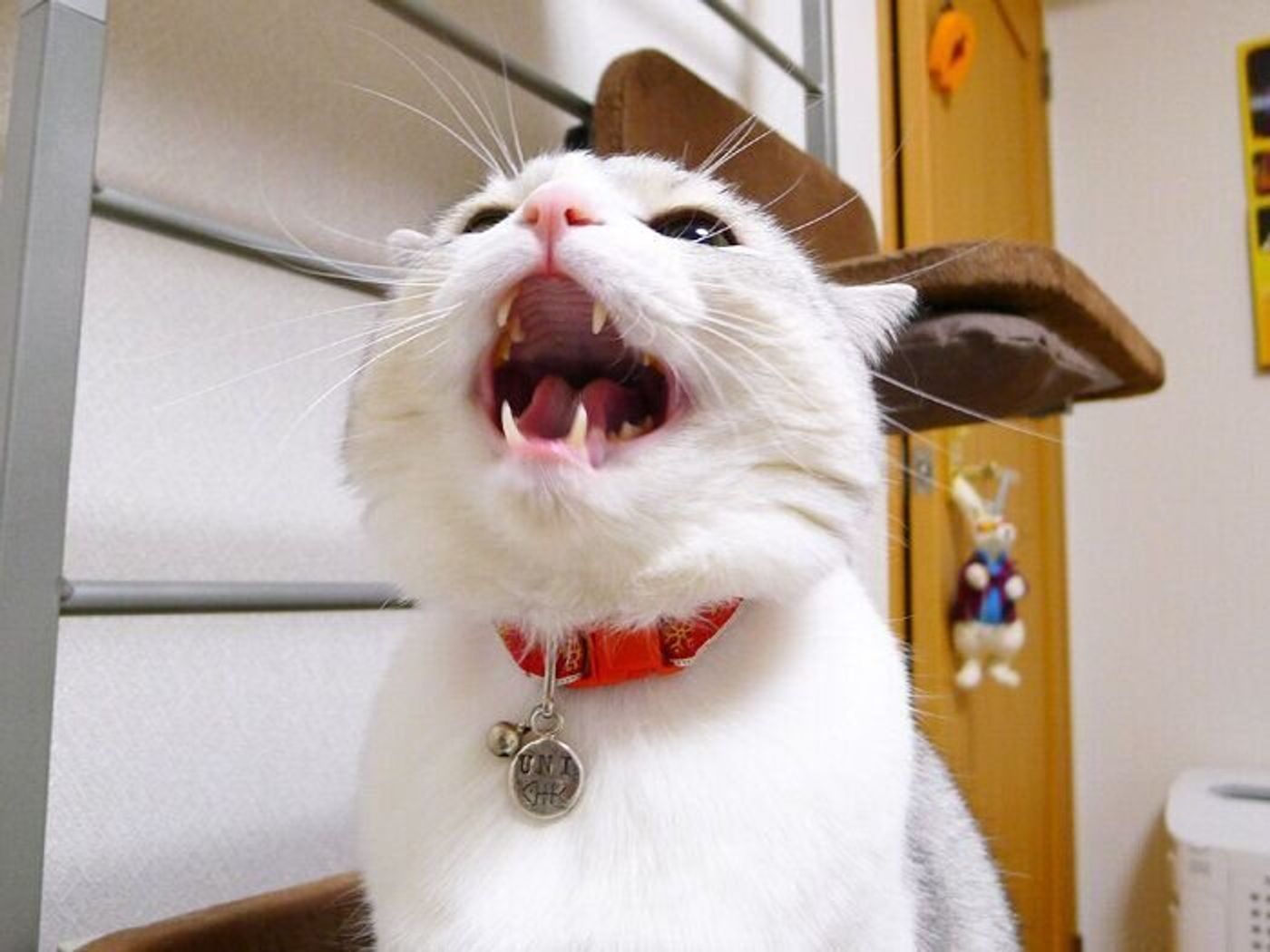 め ぷるっ 実にさまざま 猫の鳴き声 本日もねこ晴れなり Vol 335 ねこのきもちweb Magazine め ぷるっ 実にさまざま 猫の鳴き声 本日もねこ晴れなり Vol 335 ねこのきもちweb Magazine