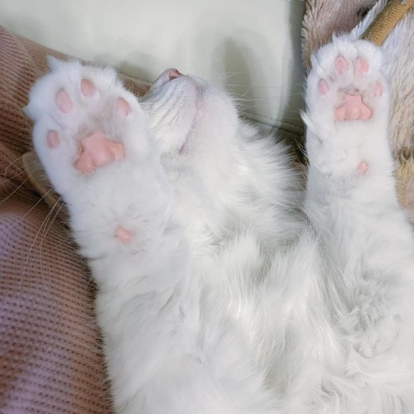 今すぐ愛猫の肉球をチェック 話題の ねこてそ をご紹介 ねこのきもちweb Magazine 今すぐ愛猫の肉球をチェック 話題の ねこてそ をご紹介 ねこのきもちweb Magazine