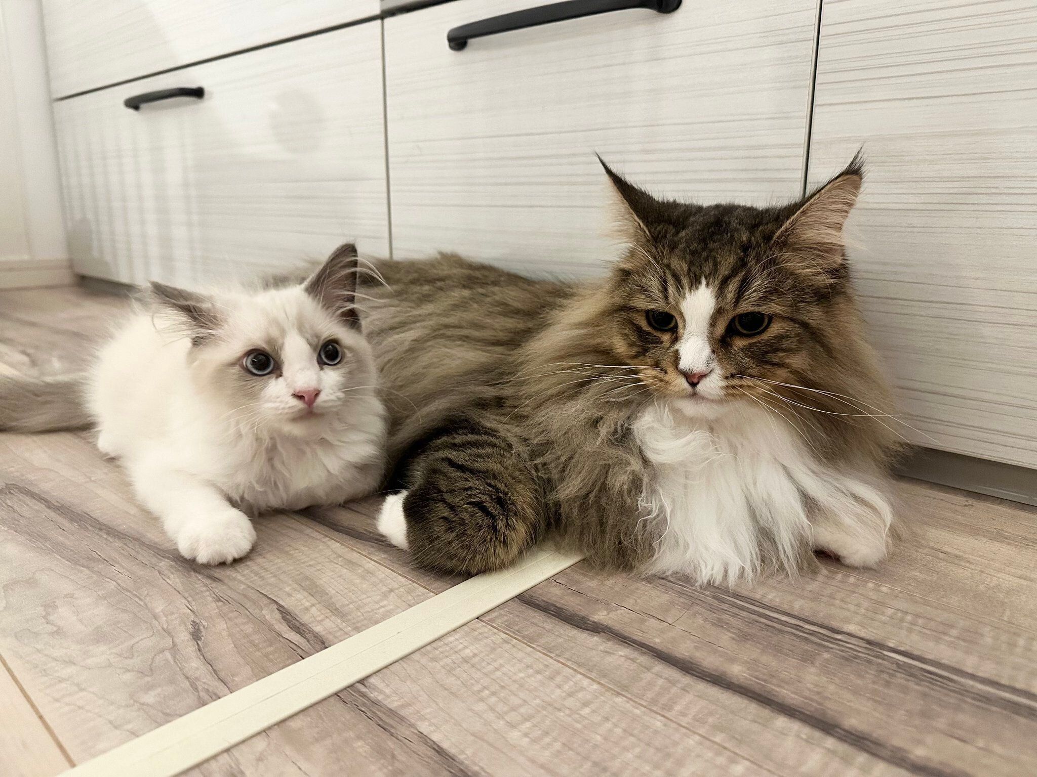 寄り添うはんぺんくん、先住猫・どんぐりくん。