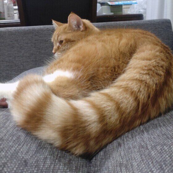 マンチカンのたまもちゃん