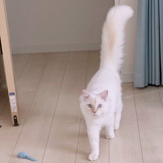 サイベリアンのアルくん