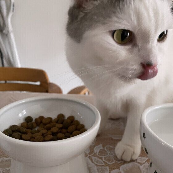 スコティッシュフォールドのごはんくん