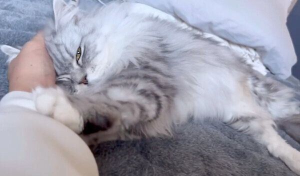 デレデレに甘えるこゆきちゃん