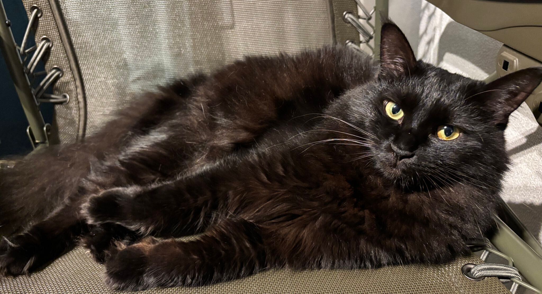 推定1才4カ月のころに撮影したヨルちゃん