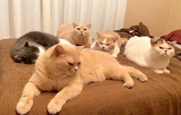 ベッドの上に集まってくるじろうさん、みかんちゃん、ぽてとくん、てんぷらくん、あんみつちゃん