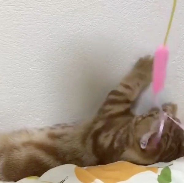 物音が気になる猫