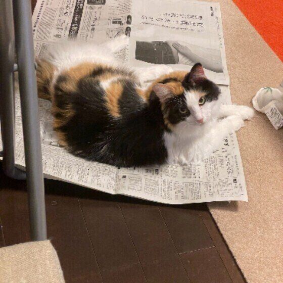 新聞に乗るミケのみぃちゃん