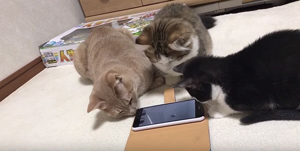 スマホに夢中な猫