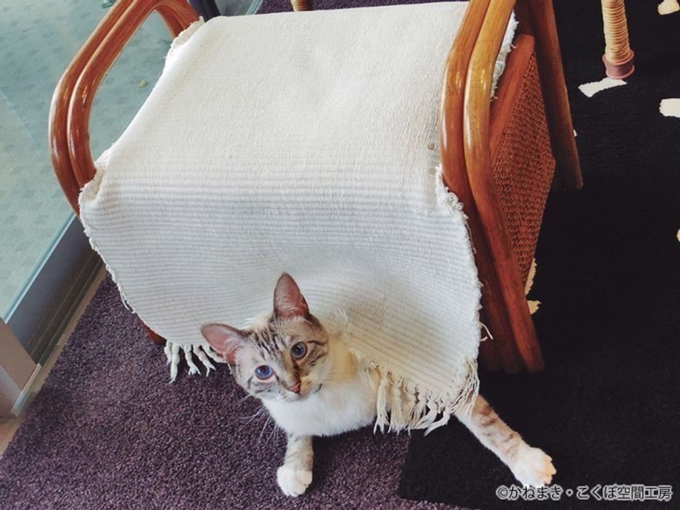 獣医師監修 猫が喜ぶ 猫部屋 おしゃれなdiyアイデアもご紹介 ねこのきもちweb Magazine 獣医師監修 猫が喜ぶ 猫部屋 おしゃれなdiyアイデアもご紹介 ねこのきもちweb Magazine